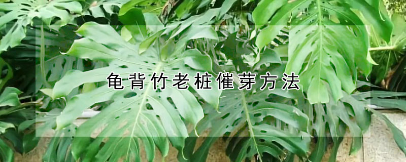 龜背竹老樁催芽方法