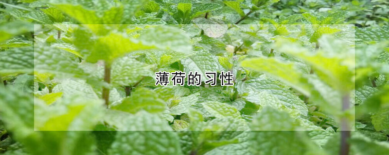 薄荷的習性