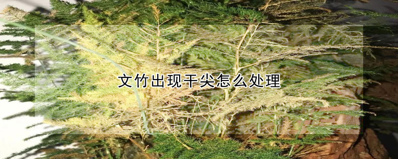 文竹出現干尖怎么處理