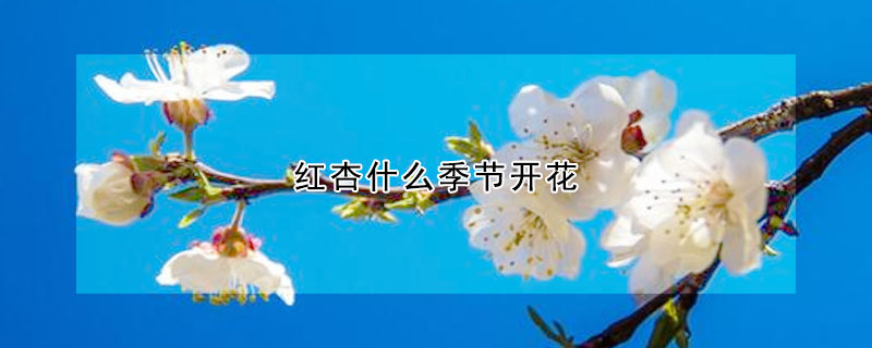 紅杏什么季節開花