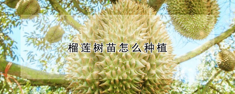 榴蓮樹(shù)苗怎么種植
