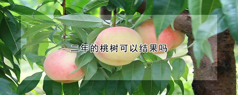 二年的桃樹可以結(jié)果嗎