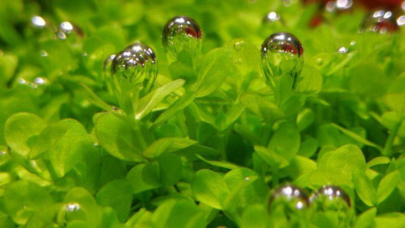 植物矮珍珠怎么養(yǎng)?矮珍珠的養(yǎng)殖方法和注意事項