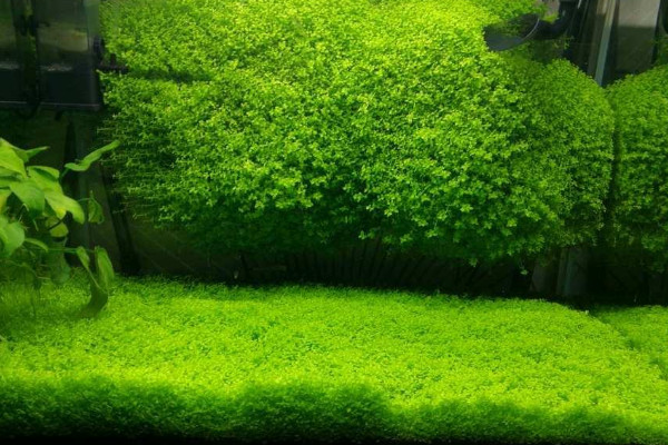 植物矮珍珠怎么養(yǎng)?矮珍珠的養(yǎng)殖方法和注意事項
