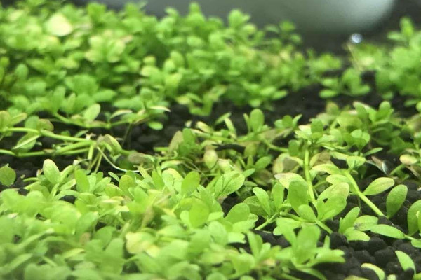 植物矮珍珠怎么養(yǎng)?矮珍珠的養(yǎng)殖方法和注意事項