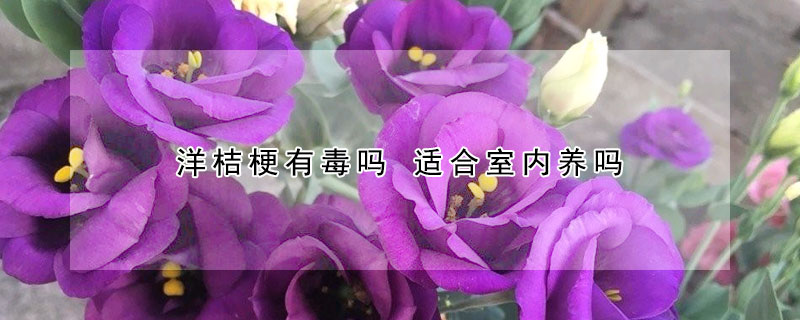 洋桔梗有毒嗎 適合室內(nèi)養(yǎng)嗎