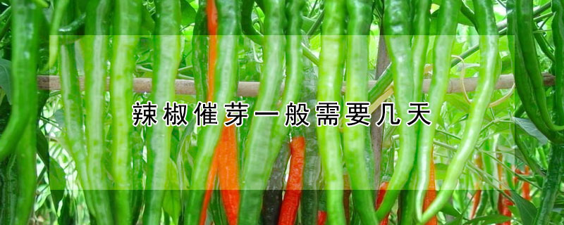 辣椒催芽一般需要幾天