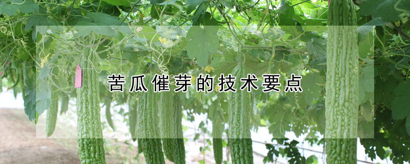 苦瓜催芽的技術(shù)要點