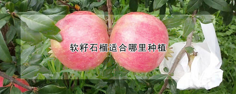 軟籽石榴適合哪里種植