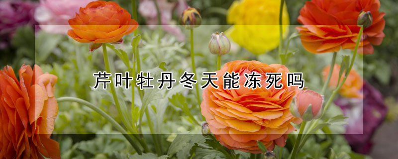 芹葉牡丹冬天能凍死嗎