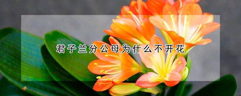 君子蘭分公母為什么不開花