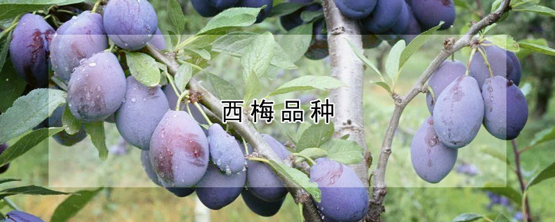 西梅品種