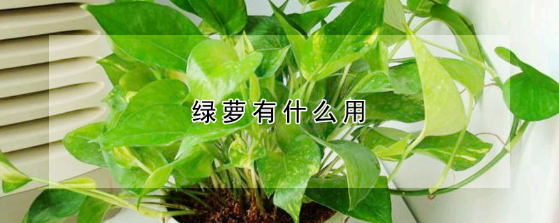 綠蘿有什么用