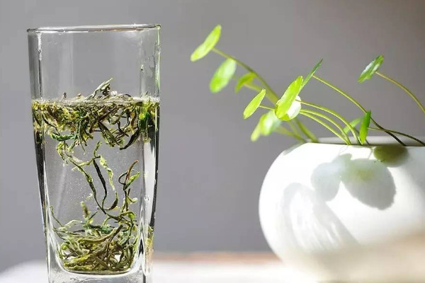 廬山云霧茶屬于什么茶,廬山云霧茶是哪種茶
