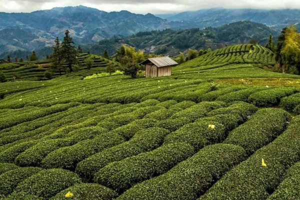 廬山云霧是綠茶嗎,廬山云霧是啥茶