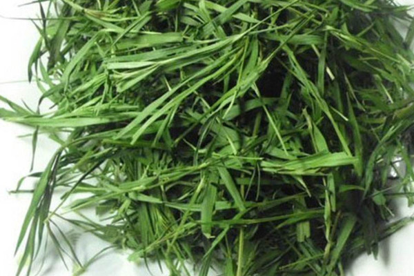 竹葉茶是什么茶,竹葉茶是綠茶嗎