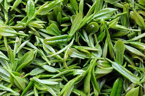 高山茶是紅茶還是綠茶,高山茶是什么茶