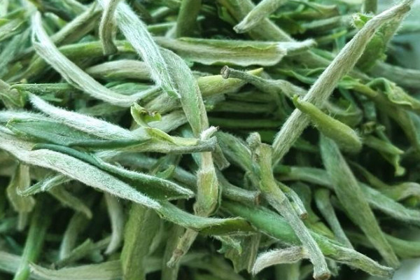 高山茶是紅茶還是綠茶,高山茶是什么茶