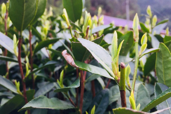 明前茶是什么茶,什么是明前茶