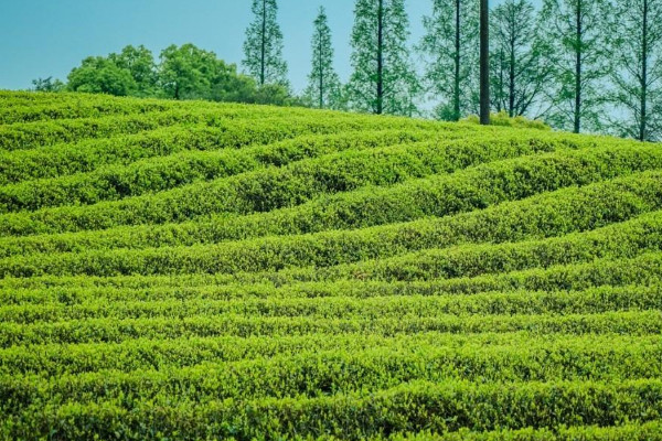 徑山茶屬于什么茶,徑山茶介紹