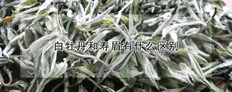 白牡丹和壽眉有什么區別