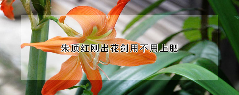 朱頂紅剛出花劍用不用上肥