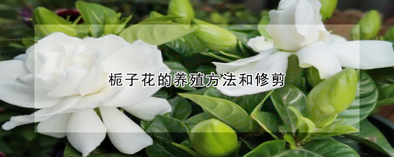 梔子花的養(yǎng)殖方法和修剪