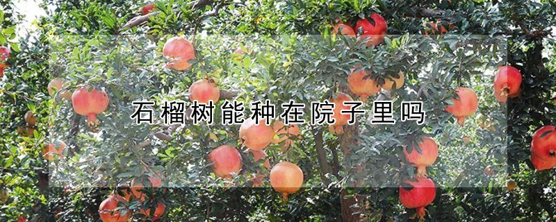 石榴樹能種在院子里嗎