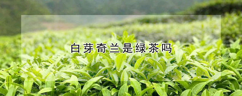 白芽奇蘭是綠茶嗎