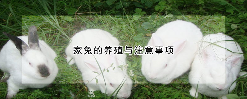 家兔的養(yǎng)殖與注意事項(xiàng)