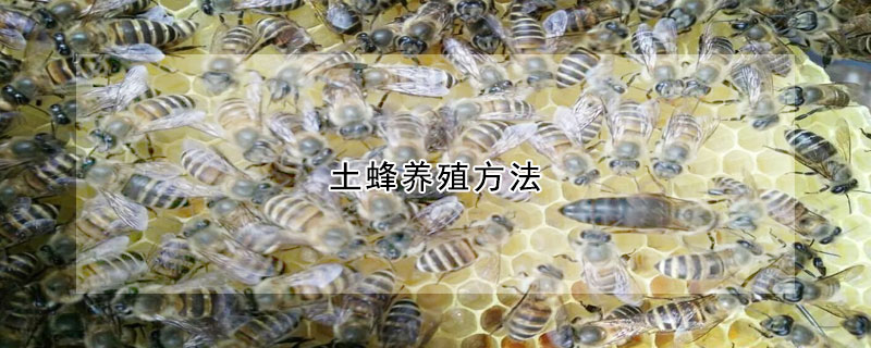 土蜂養殖方法