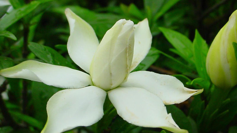 梔子花的養(yǎng)殖方法和修剪大葉