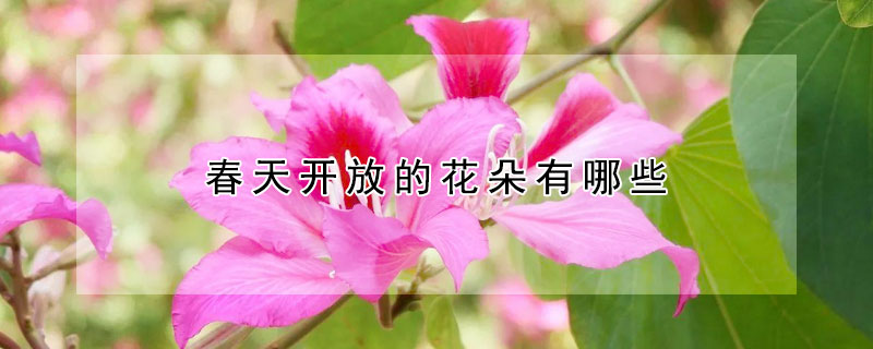 春天開放的花朵有哪些