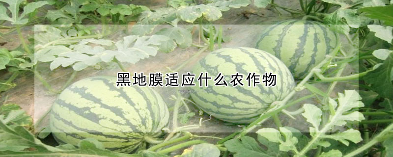 黑地膜適應什么農作物