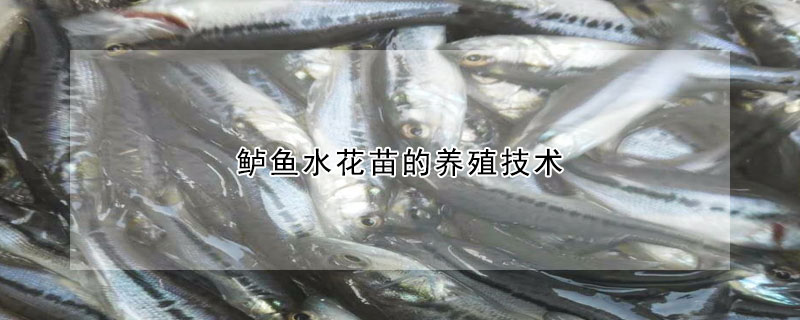 鱸魚水花苗的養(yǎng)殖技術