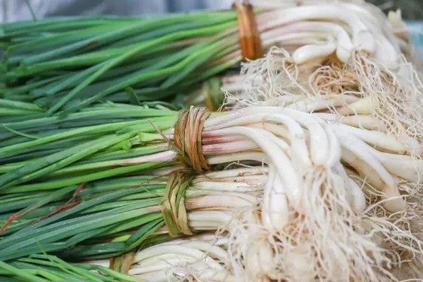 巧葉是什么植物