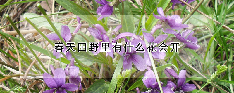 春天田野里有什么花會(huì)開