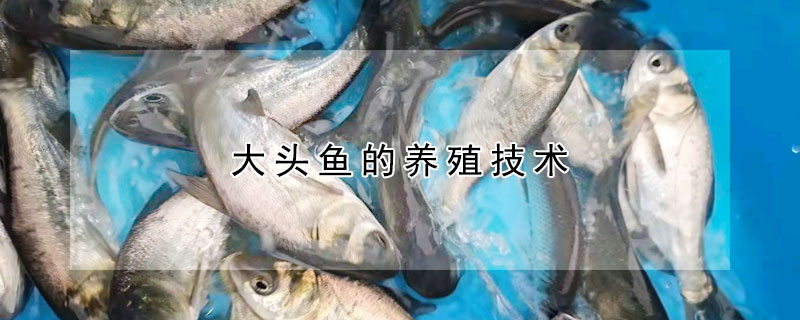 大頭魚的養(yǎng)殖技術