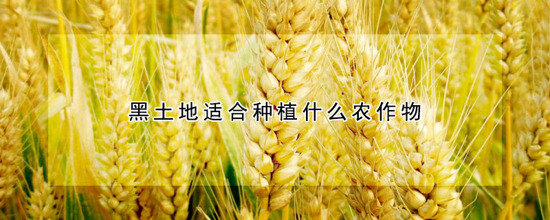 黑土地適合種植什么農作物