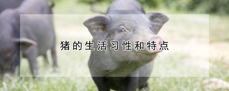 豬的生活習(xí)性和特點(diǎn)
