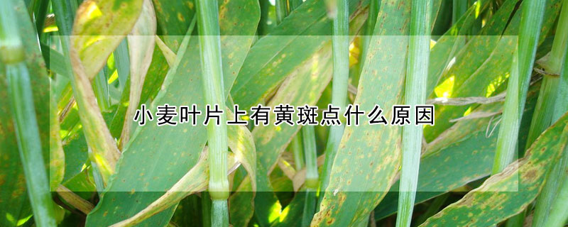 小麥葉片上有黃斑點(diǎn)什么原因