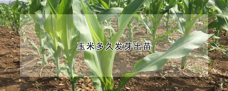 玉米多久發(fā)芽出苗