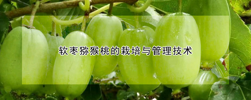 軟棗獼猴桃的栽培與管理技術(shù)