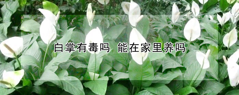 白掌有毒嗎 能在家里養(yǎng)嗎