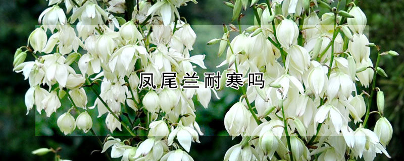 鳳尾蘭耐寒嗎