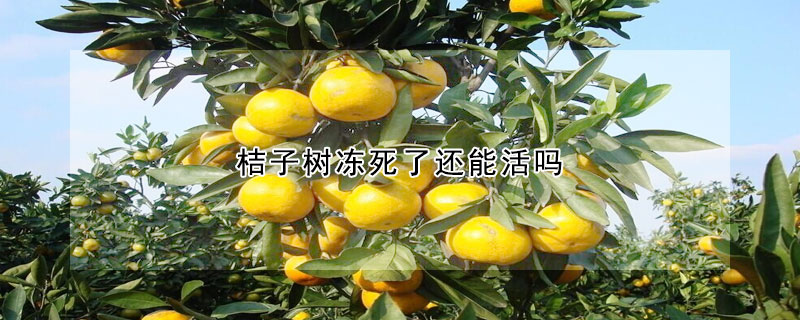 桔子樹凍死了還能活嗎
