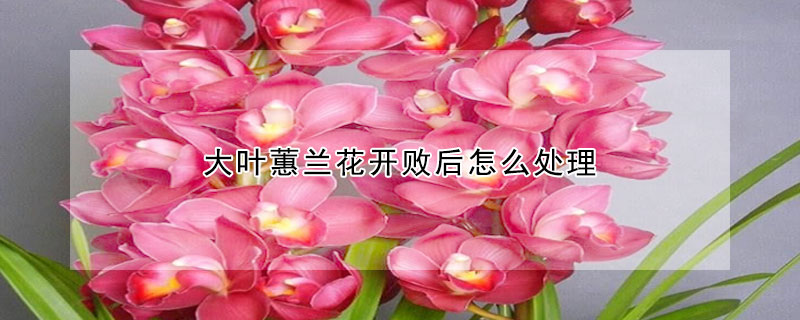 大葉蕙蘭花開敗后怎么處理