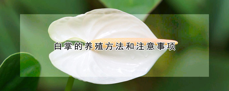 白掌的養(yǎng)殖方法和注意事項