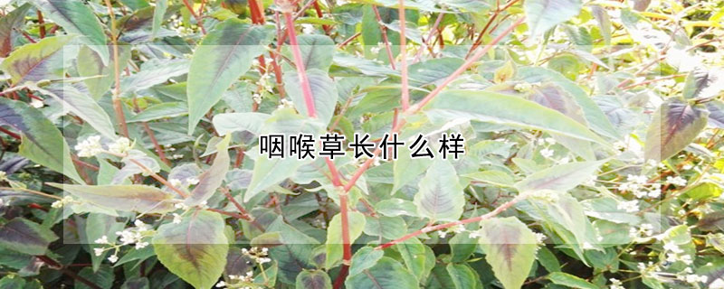 咽喉草長什么樣