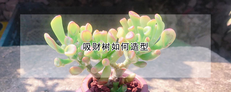 吸財樹如何造型